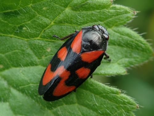 Cercopis vulnerata