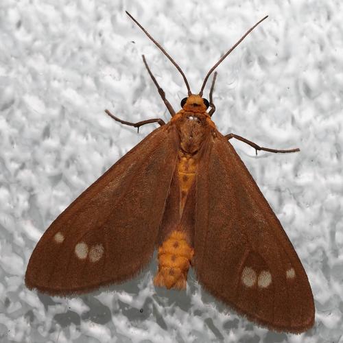 Dysauxes ancilla