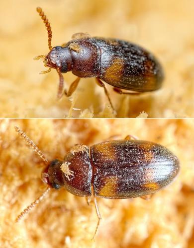 Réf. 239 103 : Alphitophagus bifasciatus