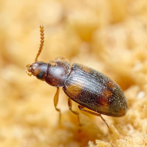 Alphitophagus bifasciatus