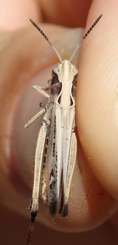 Omocestus rufipes