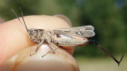 Omocestus rufipes