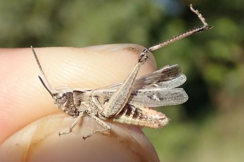 Omocestus rufipes