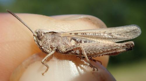 Omocestus rufipes