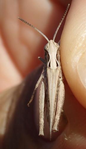 Omocestus rufipes