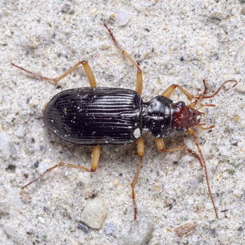 Réf. 239 275 : Nebria picicornis
