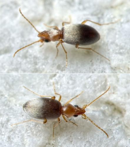 Mecynotarsus serricornis