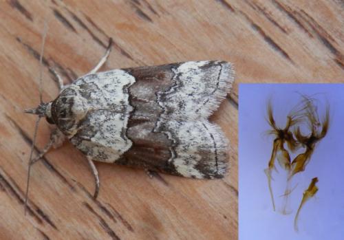 Nycteola siculana