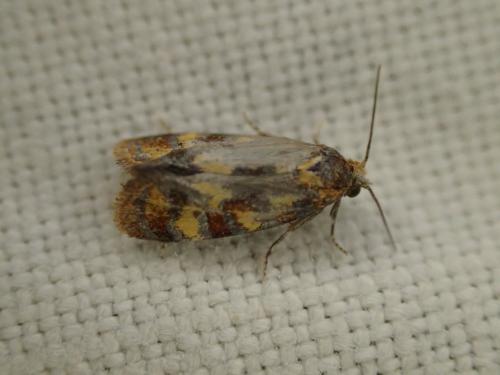 Aethes tesserana