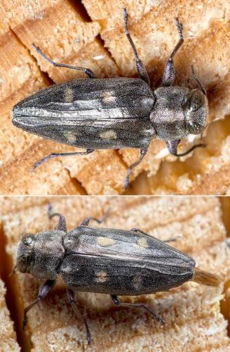 Chrysobothris solieri