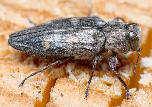 Chrysobothris solieri