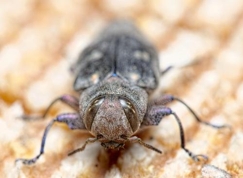 Chrysobothris solieri