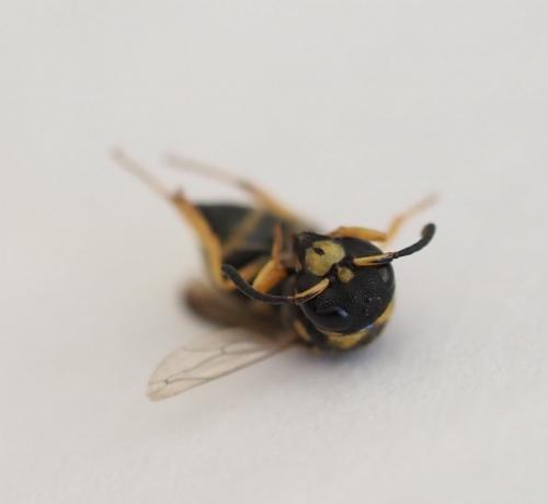 Ancistrocerus sp.