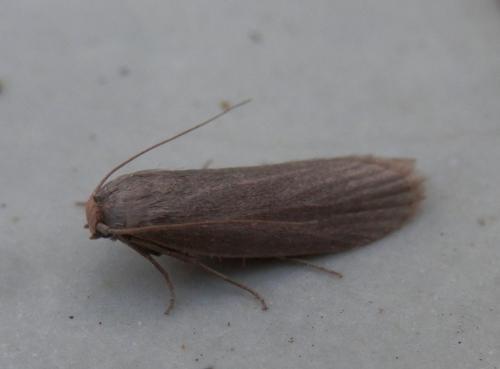 Achroia grisella