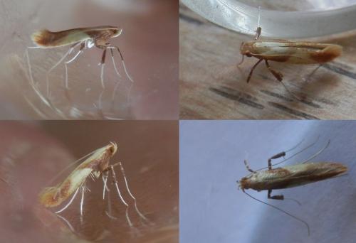Caloptilia robustella