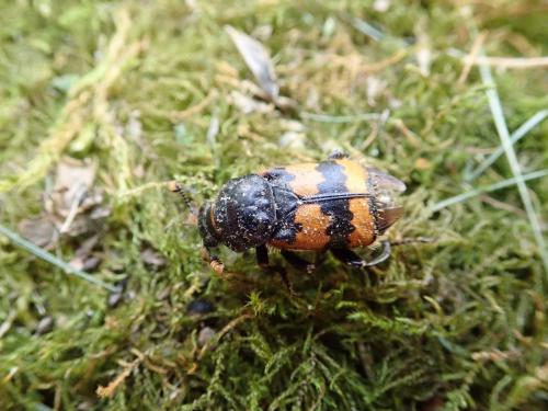 Nicrophorus vespillo