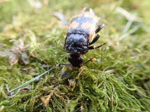 Nicrophorus vespillo