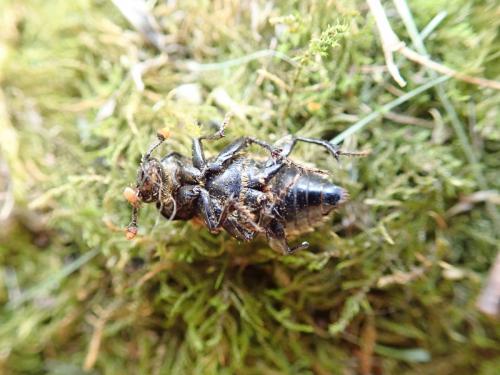 Réf. 239 154 : Nicrophorus vespillo