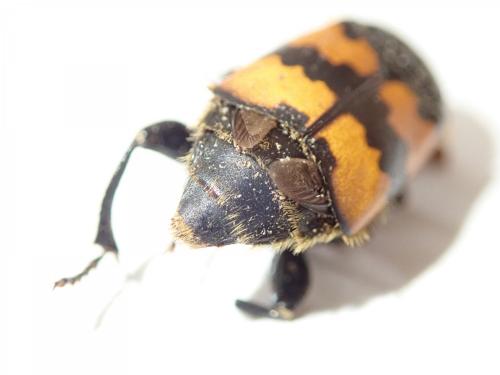 Réf. 239 173 : Nicrophorus vespillo