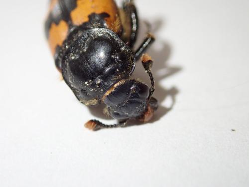 Réf. 239 172 : Nicrophorus vespillo