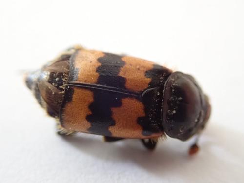 Nicrophorus vespillo