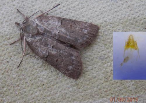 Réf. 239 352 : Nycteola revayana
