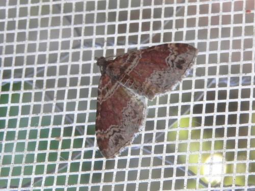 Réf. 239 423 : Xanthorhoe ferrugata