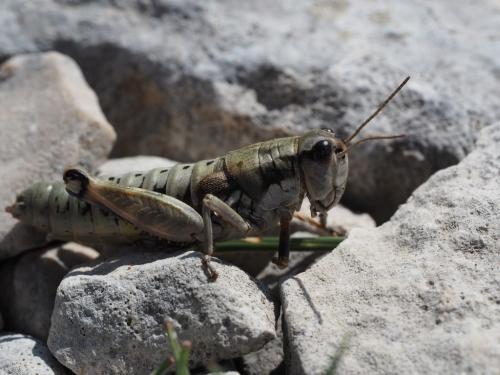 Réf. 239 633 : Podisma amedegnatoae