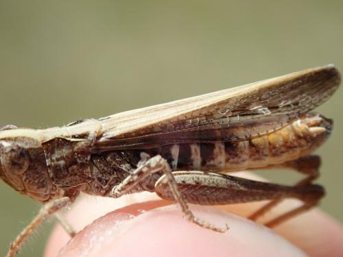 Chorthippus sp.