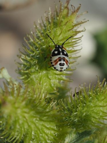 Carpocoris sp.