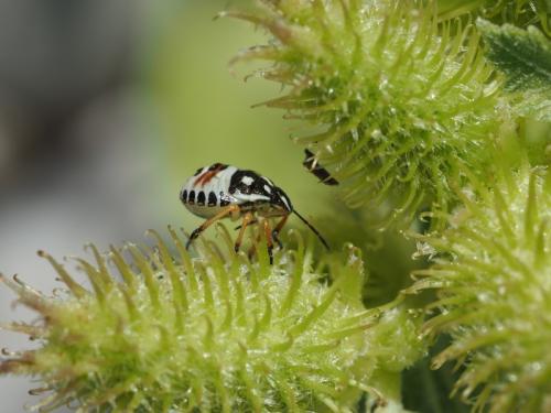 Carpocoris sp.