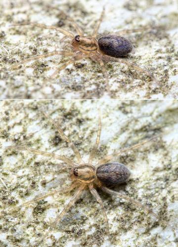 Réf. 239 627 : Liocranum rupicola