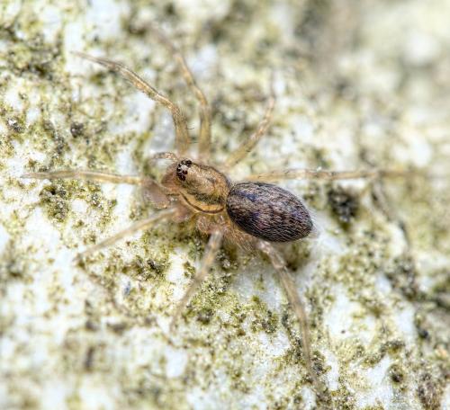 Réf. 239 625 : Liocranum rupicola