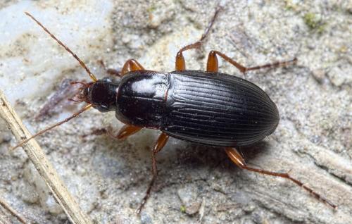 Calathus fuscipes