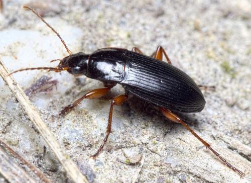 Calathus fuscipes
