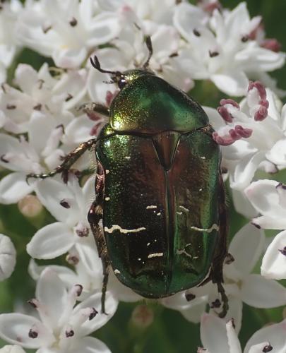 Réf. 239 648 : Cetonia aurata