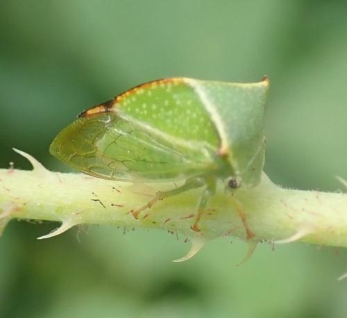 Réf. 239 649 : Stictocephala bisonia