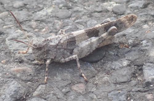 Réf. 239 647 : Oedipoda caerulescens caerulescens