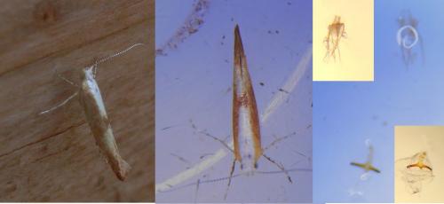 Réf. 239 819 : Argyresthia albistria