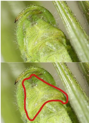 Phaneroptera nana