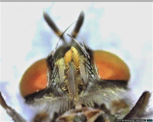 Carcelia lucorum
