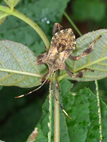 Réf. 239 665 : Phyllogonia biloba