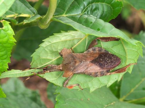 Phyllogonia biloba