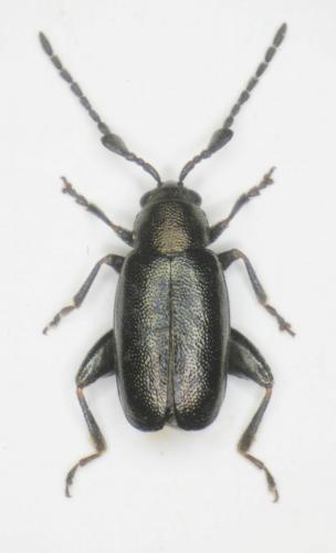 Phyllotreta nodicornis