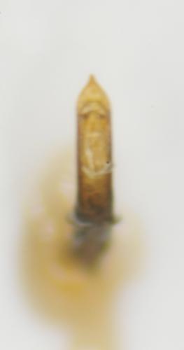 Réf. 239 437 : Phyllotreta nodicornis