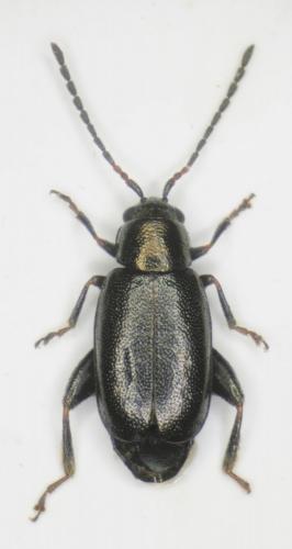 Réf. 239 436 : Phyllotreta nodicornis