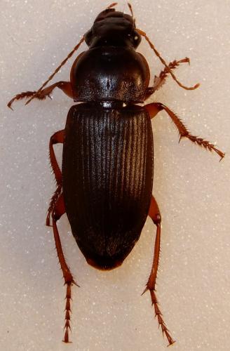 Pseudoophonus rufipes
