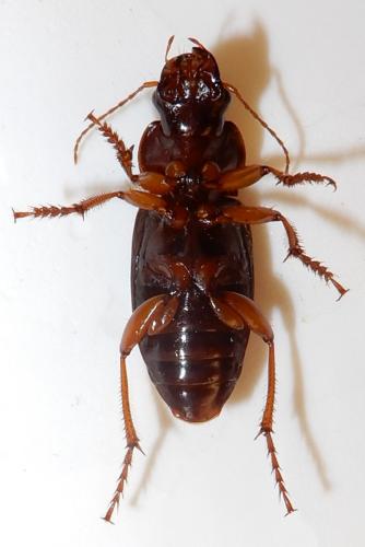 Pseudoophonus rufipes