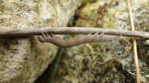 Réf. 239 047 : Dysgonia algira