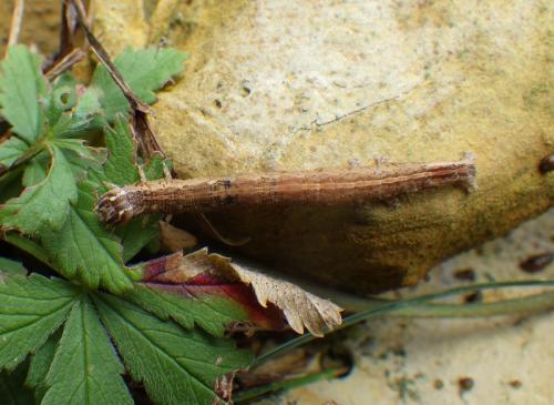 Réf. 239 049 : Dysgonia algira